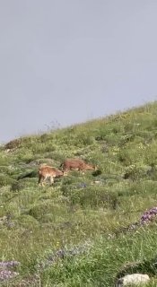 Горные козлы на склонах горы Хуступ в Армавирской области, фото Никола Пашиняна