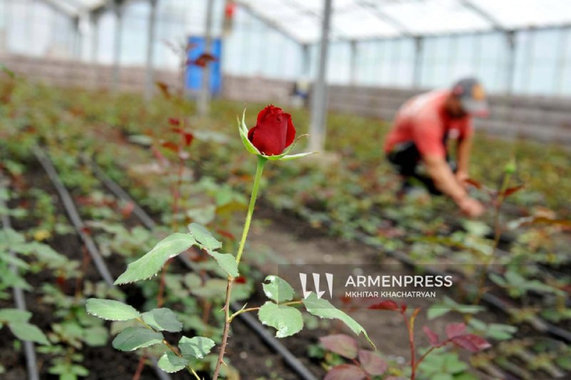 Нидерланды поддерживают армянских производителей цветов и выборы в Эчмиадзине