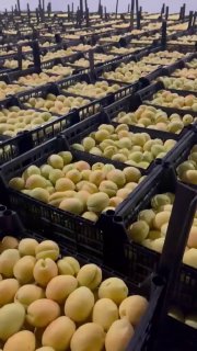 Армянские абрикосы впервые появятся в крупных розничных сетях Европы: старт экспорта из Армавира