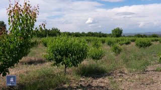 В Эчмиадзине фермеры получили доступ к кредитам под 0% по новой госпрограмме